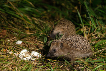 A hedgehog eats food in the grass at night