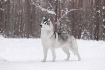 Light gray Siberian Husky standing proud on snow background in pine forest, focused look and upright ears.	Elegant gray and white Husky with dense fur and bright eyes stands on snowy trail in forest, 
