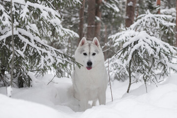 Playful yet focused Husky female surrounded by snow and evergreen trees, captured frontally with balanced symmetry and clean background.