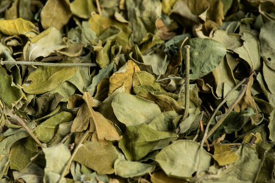 Moringa leaf macro shot. As known as daun kelor or Moringa oleifera. For Background or wallpaper.Traditional medicine and health supplements, rich in nutrients, antioxidant. Organic dried leaf for tea
