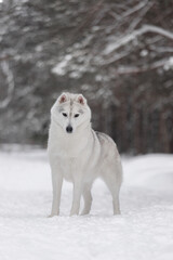 White Siberian husky with silver coat and lowered gaze stands still in snowy pine forest. Perfect for nature, wildlife, and pet themes.