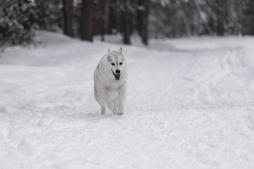 Siberian husky with white coat runs toward camera on snow path in forest, strong movement and focus express power and vitality of arctic breed.