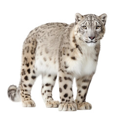 Realistic Snow Leopard on White Background, png element with transparency