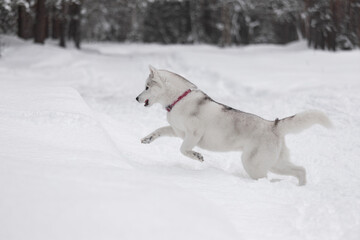 Fast husky racing over fresh snow in pine forest. Focused eyes, lifted paw, fluffy coat and flying snow emphasize movement. Crisp white tones ideal for pet care or outdoor sports themes. © Kseniia