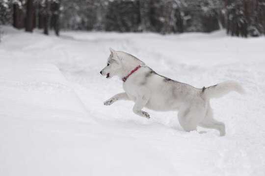 Fast husky racing over fresh snow in pine forest. Focused eyes, lifted paw, fluffy coat and flying snow emphasize movement. Crisp white tones ideal for pet care or outdoor sports themes.