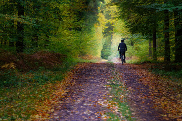 People walking and riding bikes in the autumn forest.