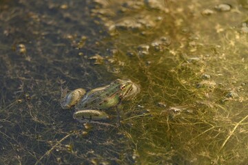 Pelophylax perezi or Common Frog partially submerged in a pond with aquatic vegetation