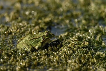 Green frog resting on aquatic plants in a wetland environment