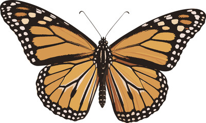 Beautiful close up of monarch butterfly with open orange black wings, detailed pattern, white background, macro photography, nature wildlife insect image