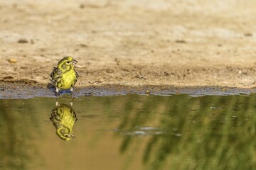 Serinus serinus or greenfinch, reflected in the clear, crystalline water of a pond.