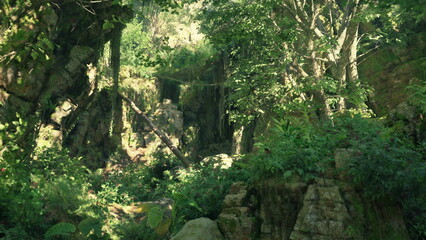 Obraz premium A tranquil landscape showcases verdant vegetation and rugged rocks. Sunlight filters through trees, creating a peaceful atmosphere in this untouched wilderness. Nature thrives in every corner.