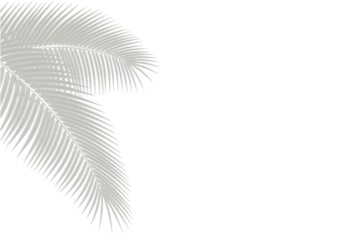 Delicate Frond Graphic Simplifies Organic Shapes for Airy Design Enhances Minimalist Compositions and Transparent Effect