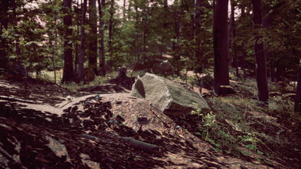 A large rock sits prominently on the forest floor, surrounded by tall trees and lush greenery. Sunlight filters through the leaves, creating a peaceful atmosphere in nature.