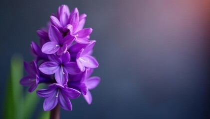 Tightly furled hyacinth bud, vibrant purple hues, macro photography, bud, spring