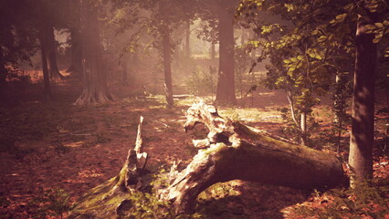Soft sunlight streams through a tranquil forest, illuminating the ground and highlighting an aged, fallen log. Surrounding trees create a peaceful atmosphere in natures embrace.