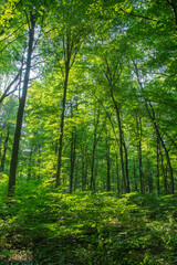 Sunlight in the green forest, spring time