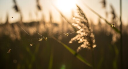 Golden hour sunset illuminates tall grass and flying insects in a meadow.