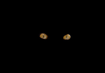 Сat's eyes glowing in the dark.