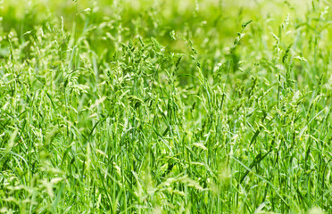Spring grass background. Soft blur green grass background. Natural background with green grass.