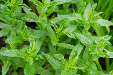 green fresh peppermint in natural light