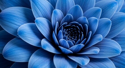 Close-up of a vibrant blue dahlia flower with intricate petals.