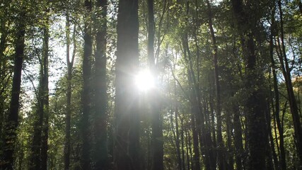 Forest woodland walk sun pulses between tree trunks slow motion tracking shot - Powered by Adobe