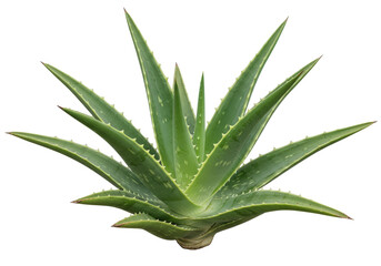 Isolated Aloe vera plant with spiky leaves, succulent herb in a star shape, natural beauty