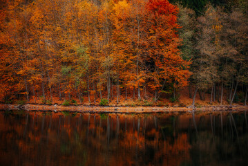 Obraz premium Bäume am See in bunten Herbstfarben