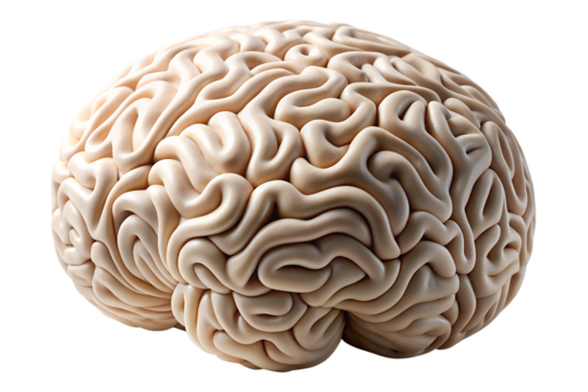 Human brain, detailed anatomical model isolated on transparent background.
