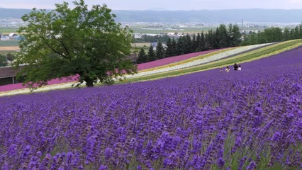 Fototapete Rund Warmes Lila Vibrant lavender field in full bloom under bright summer sky, creating a peaceful countryside landscape ideal for nature, travel, and wellness concepts  © Muhammad