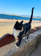 A tricolor cat standing on a stone fence near the sea on a sunny day. The calm blue water and...