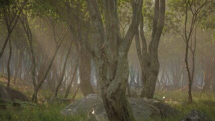 Sunlight filters through a dense forest, illuminating the mist that hangs low among trees. Rocks peeking through the foliage add texture to this tranquil woodland scene.