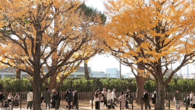 Autumn in Tokyo : Enjoy the Falling Leaves Under Rows of Golden Ginkgo Trees  |  Meiji Jingu Gaien Gingko Avenue, Tokyo, Japan
