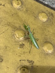 Praying mantis 