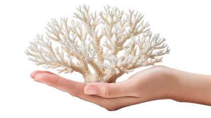 Hand Holding White Coral: Concept of Preservation and Conservation