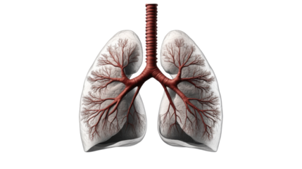 Human lungs. isolated on transparent background.