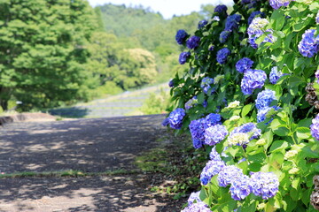 Fototapete bei efototapeten.de bestellen   