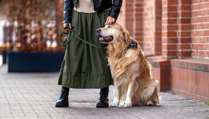 Golden Retriever Dog And Its Owner Enjoy A Day In The Park With The Dog Shown Up Close