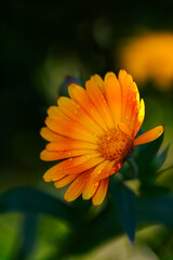 Orange calendula flower with rain drops