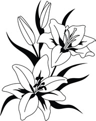 Black and White Lily Flower Line Art bloom blossom