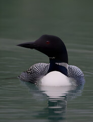Striking Black Sicklebill Perched