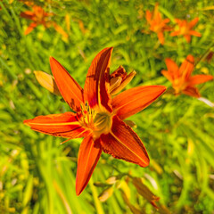 Fototapety na wymiar - Fototapeta24.pl