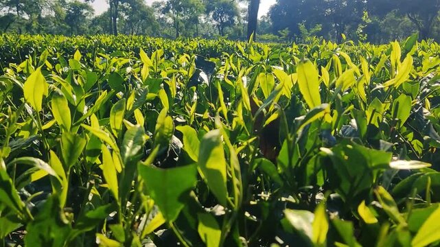 Assam tea garden to see selected shoot tea leaves	
