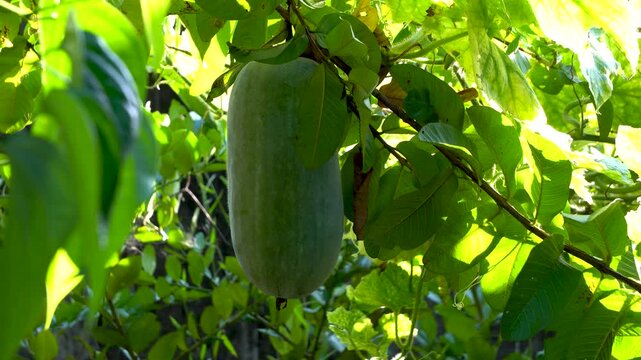 Shot of Ash Gourd or Wax Gourd also known as winter melon