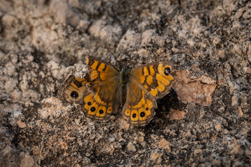 Macro image of a brown butterfly with distinctive eye spots feeding on a vibrant yellow wildflower. Captured in natural daylight with soft focus and rich green background, perfect for nature