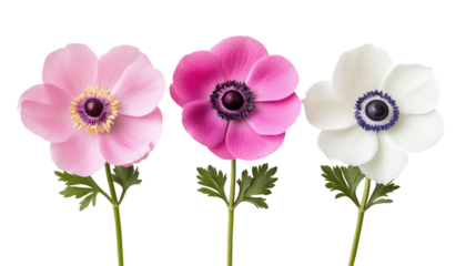 Three anemone flowers in pink white and magenta isolated on transparent background