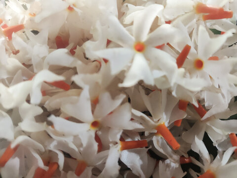 Beautiful Night Jasmine (Parijat) Flowers on Green Leaf in Natural Sunlight
