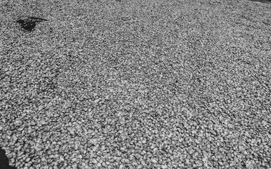 Selective focus. Corn seeds or kernel in black and white.