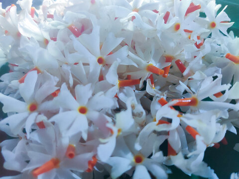 Beautiful Night Jasmine (Parijat) Flowers on Green Leaf in Natural Sunlight