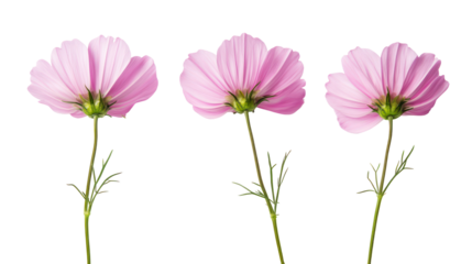 Three delicate pink cosmos flowers isolated on transparent background